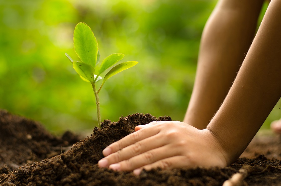 Close up kid hand planting young tree